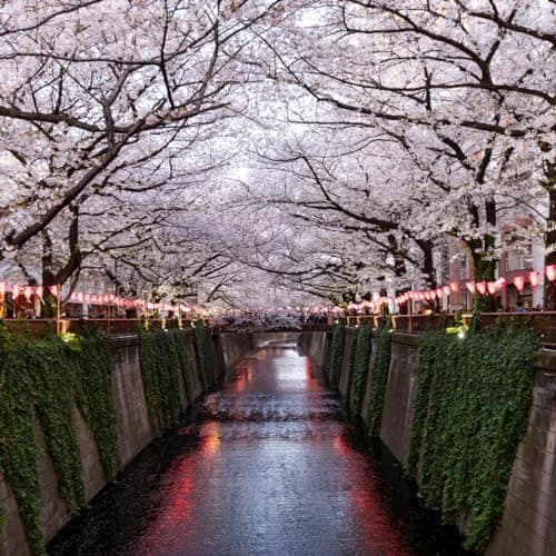 Japanese Cherry Blossom Scented Candle | USA-Handmade 7.5oz Soy Candle | 50hr Burn Time
